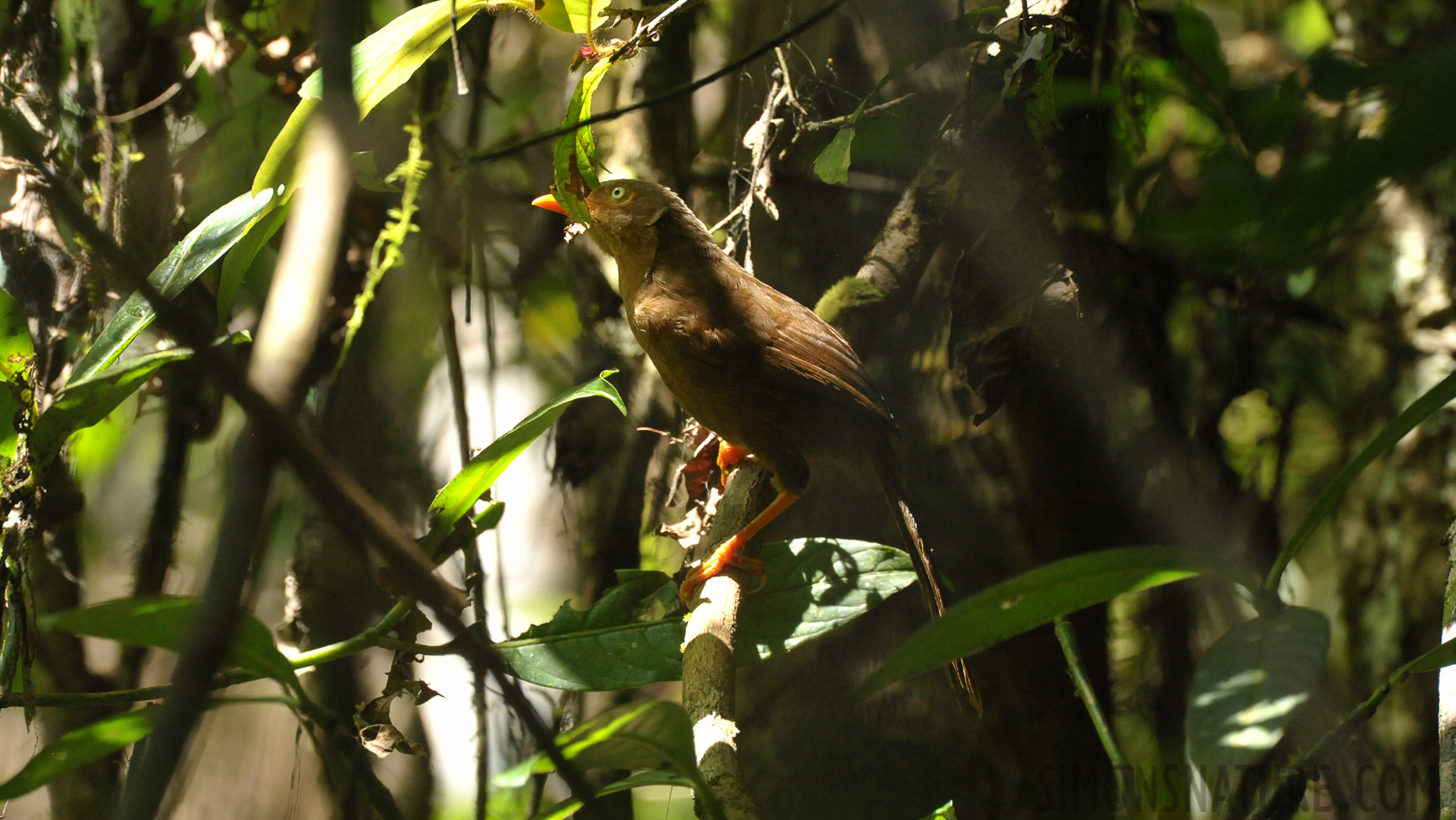 Turdoides rufescens [550 mm, 1/320 sec at f / 11, ISO 4000]